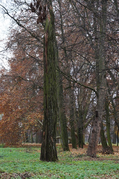 drzewa park chroberz