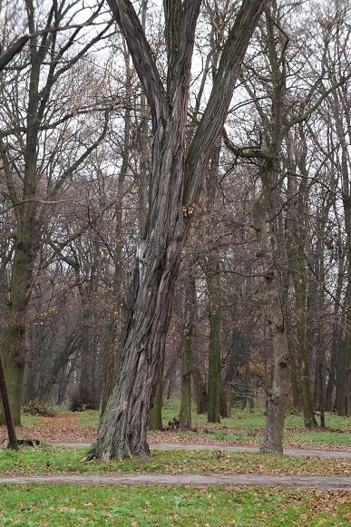 drzewa park chroberz