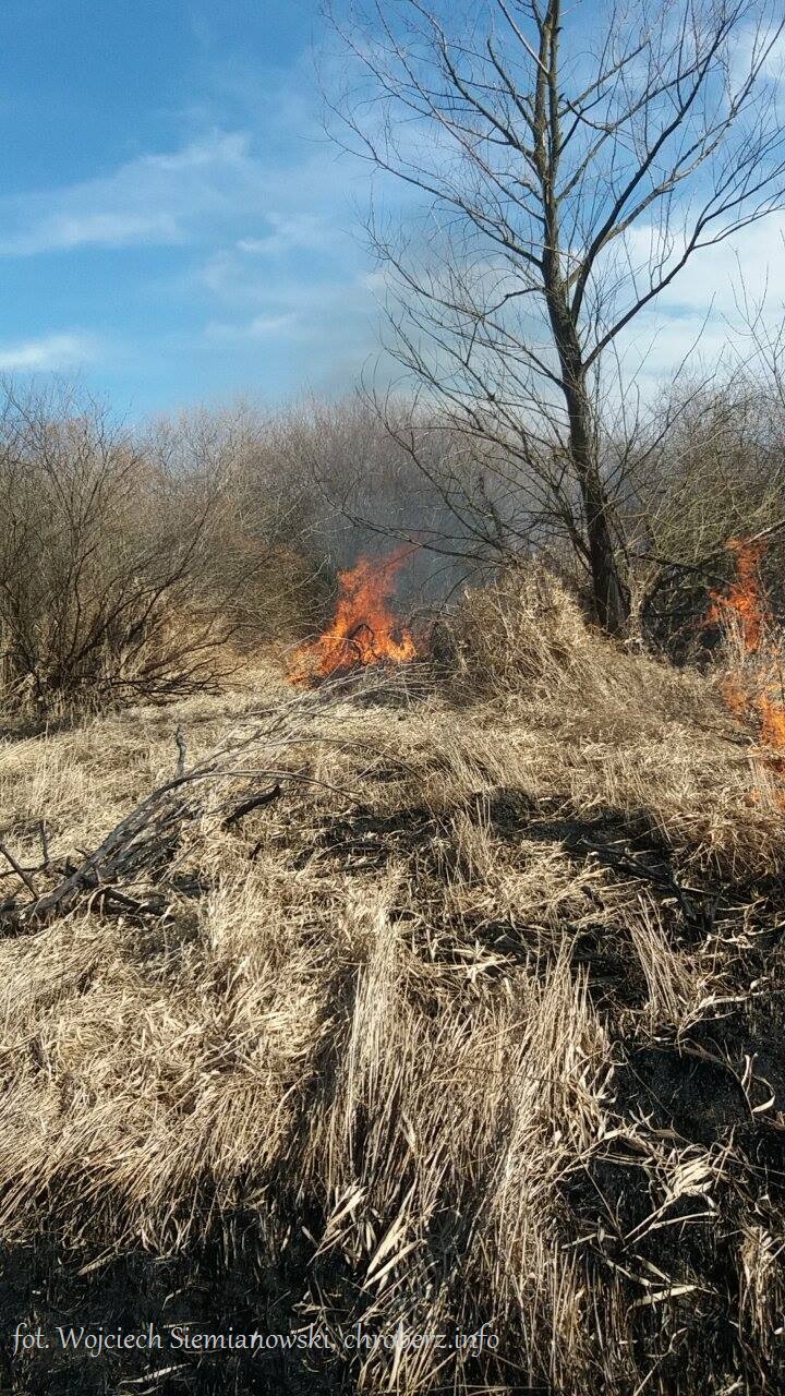 pożar traw przy przystani w Chrobrzu