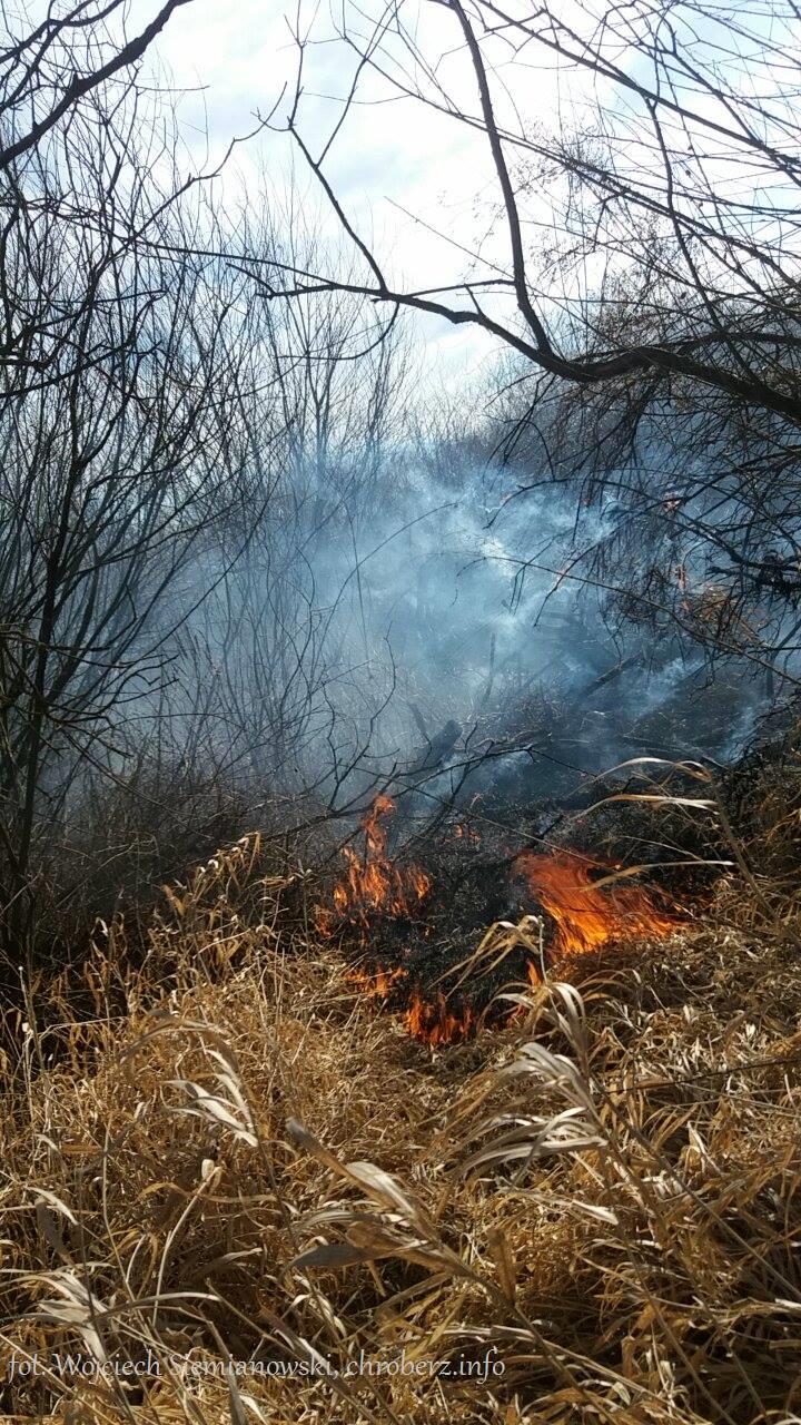 pożar traw przy przystani w Chrobrzu