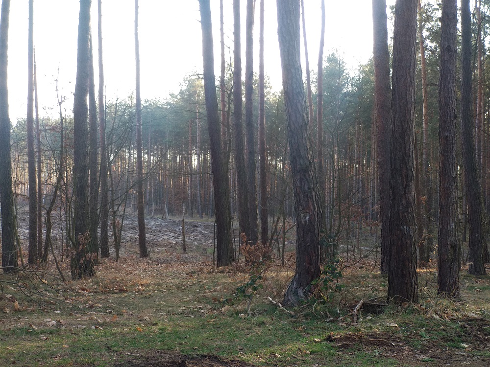 las młodzawski
